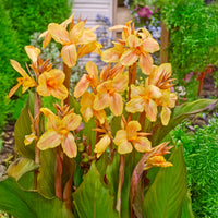 Indisch bloemriet Mme Angèle Martin - Bakker