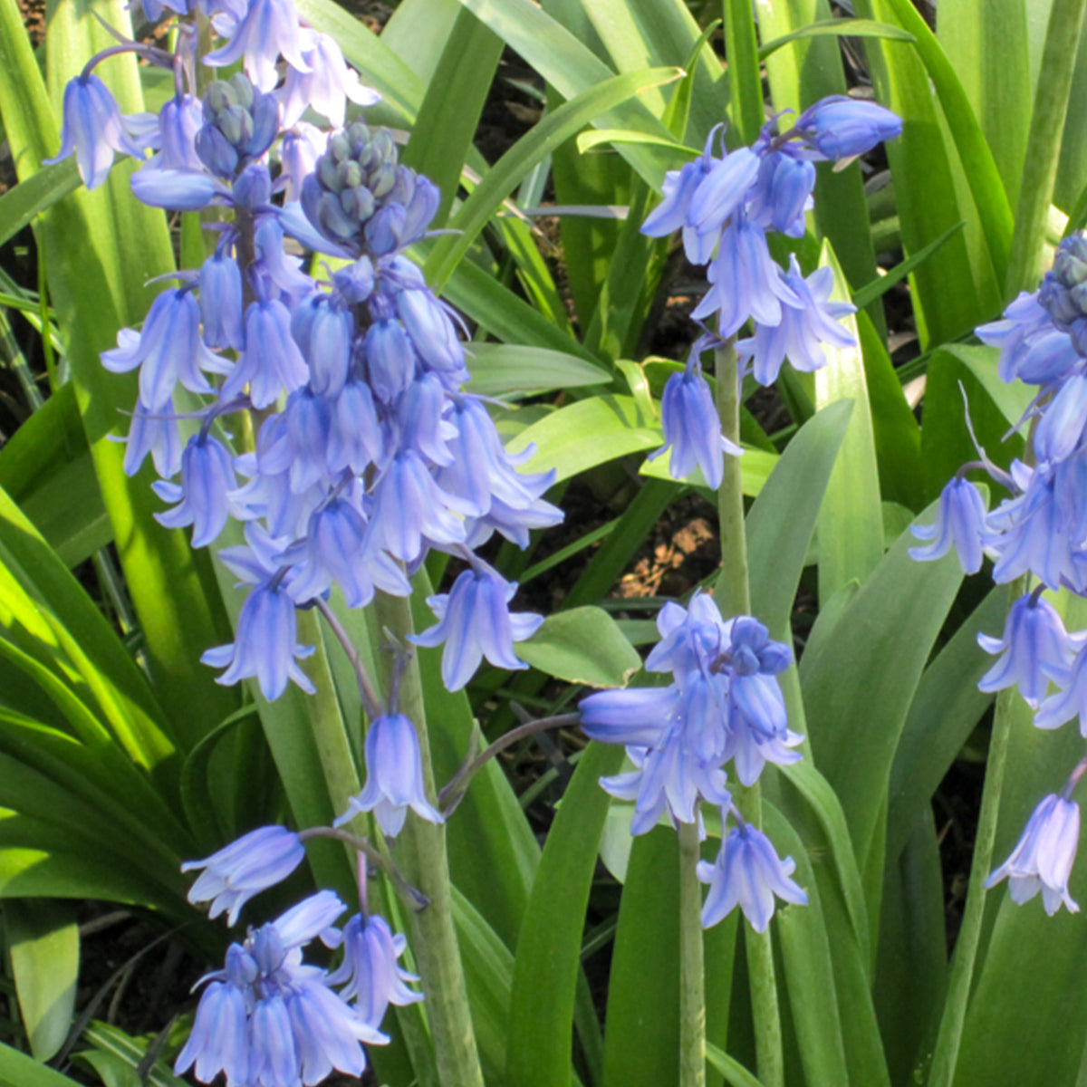 Verkoop Blauwe sterhyacint - Scilla campanulata blue