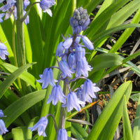 Verkoop Blauwe sterhyacint