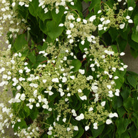 Valse klimhortensia - Klimhortensia - Bakker