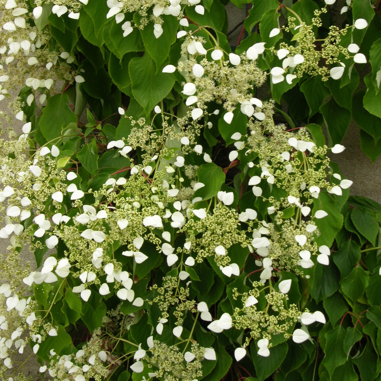 Valse klimhortensia - Klimhortensia - Bakker