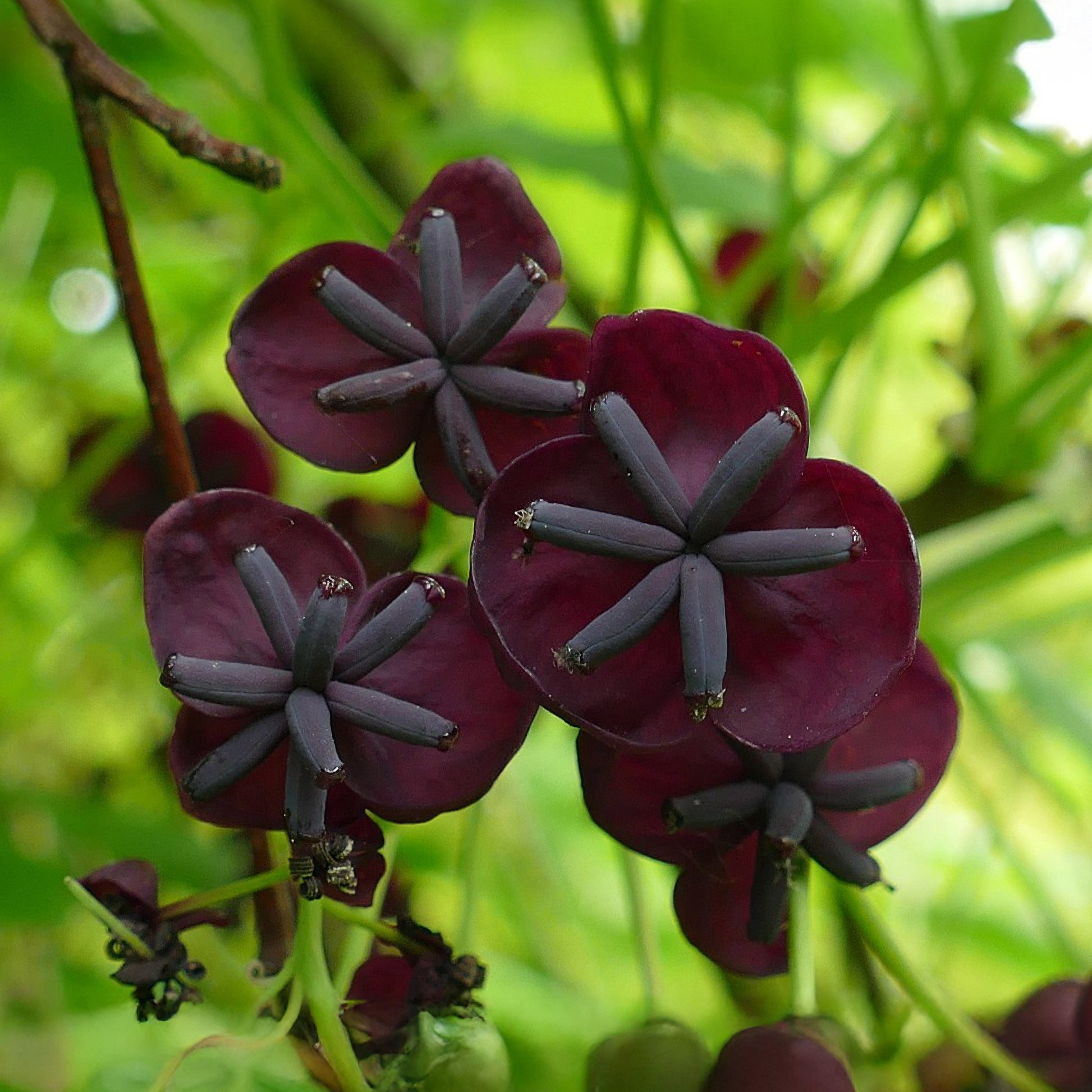 Driebladige Akébia - Akebia trifoliata - Bakker