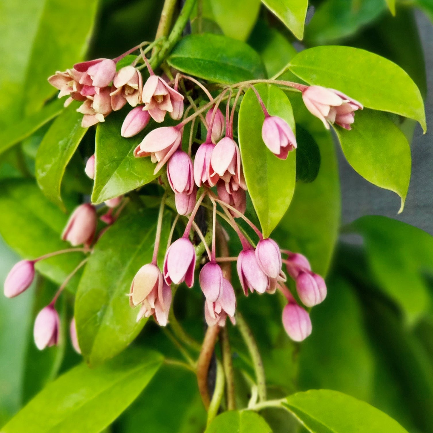 Holboellia traversii klimplant - Bakker