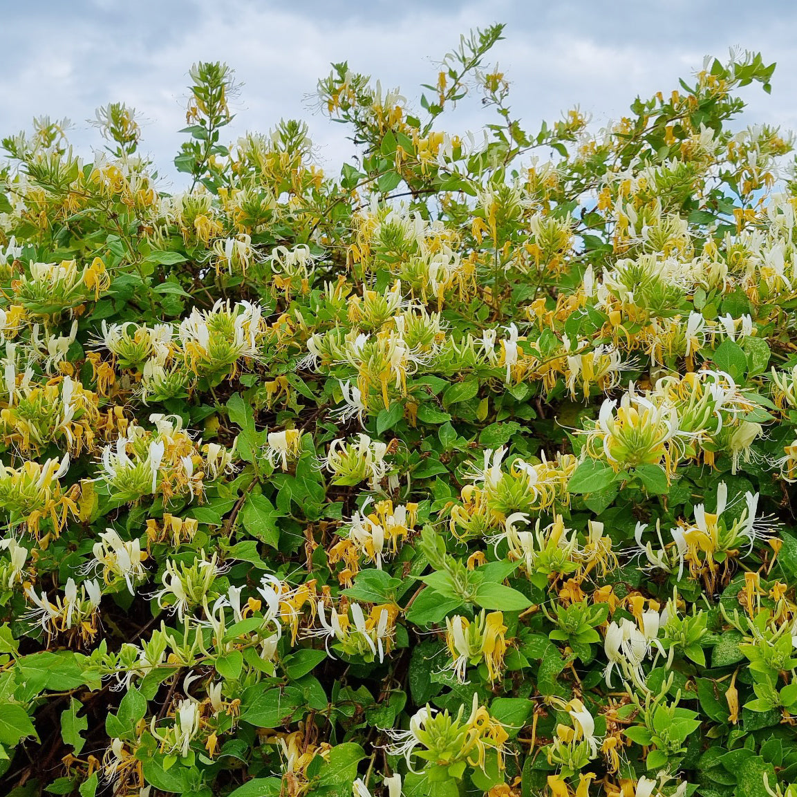 Lonicera japonica Hall's Prolific - Japanse Kamperfoelie 'Hall's Prolific' - Kamperfoelie