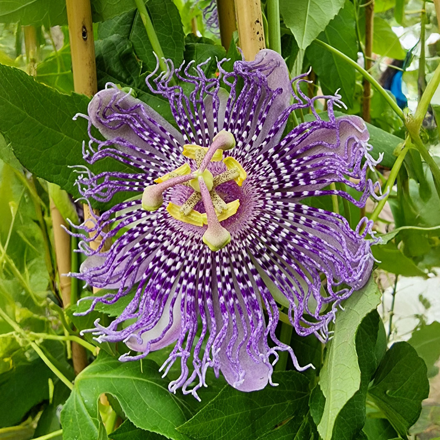 Passiebloem Fata Confetto - Passiflora Fata confetto - Bakker