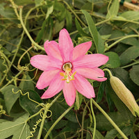 Passiflora mollissima - Banaan passiebloem - Passiebloem