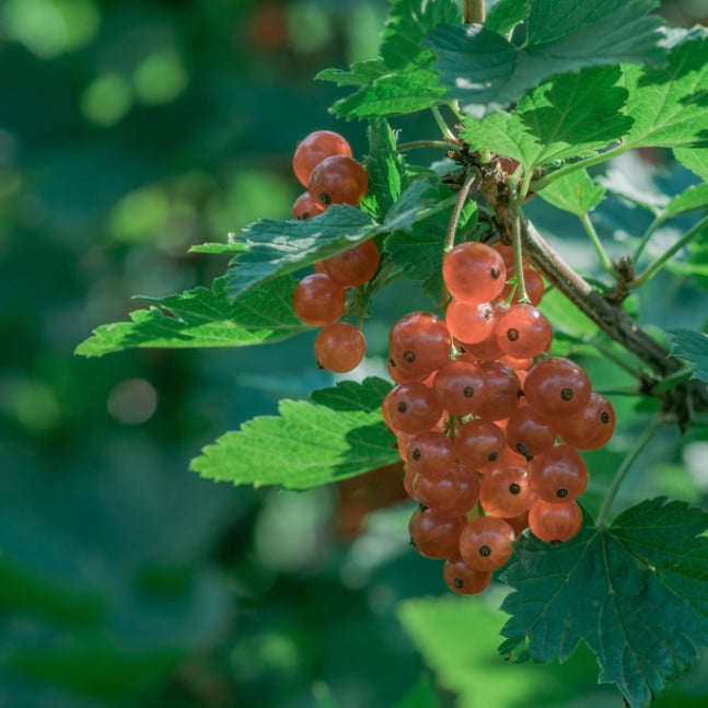 Roze bes 'Gloire des Sablons' - Ribes rubrum Gloire des Sablons - Bakker