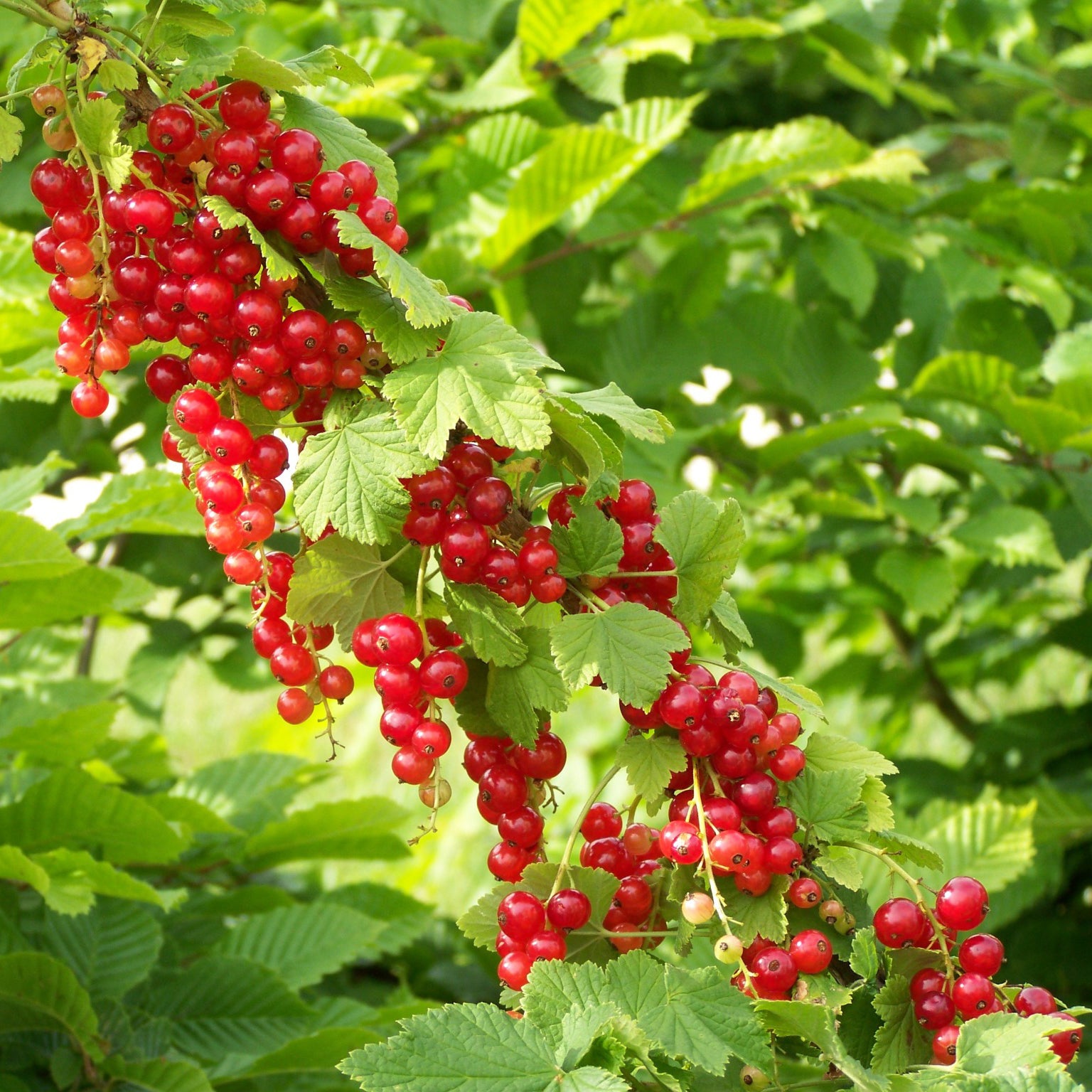 Ribes rubrum Junifer - Aalbes 'Junifer' - Rode bes