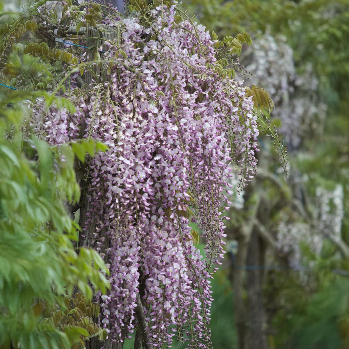 Blauwe regen Roze - Wisteria floribunda Pink ice - Bakker