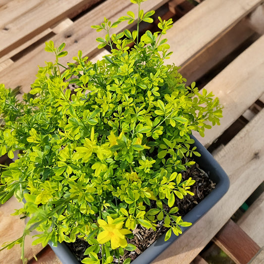 Jasmijn Gold Touch - Bakker