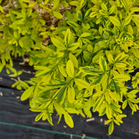 Jasmijn Gold Touch - Jasminum mesnyi Gold Touch - Bakker