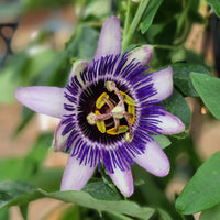 Passiebloem Damsels Delight® - Passiflora Damsel's Delight® - Bakker