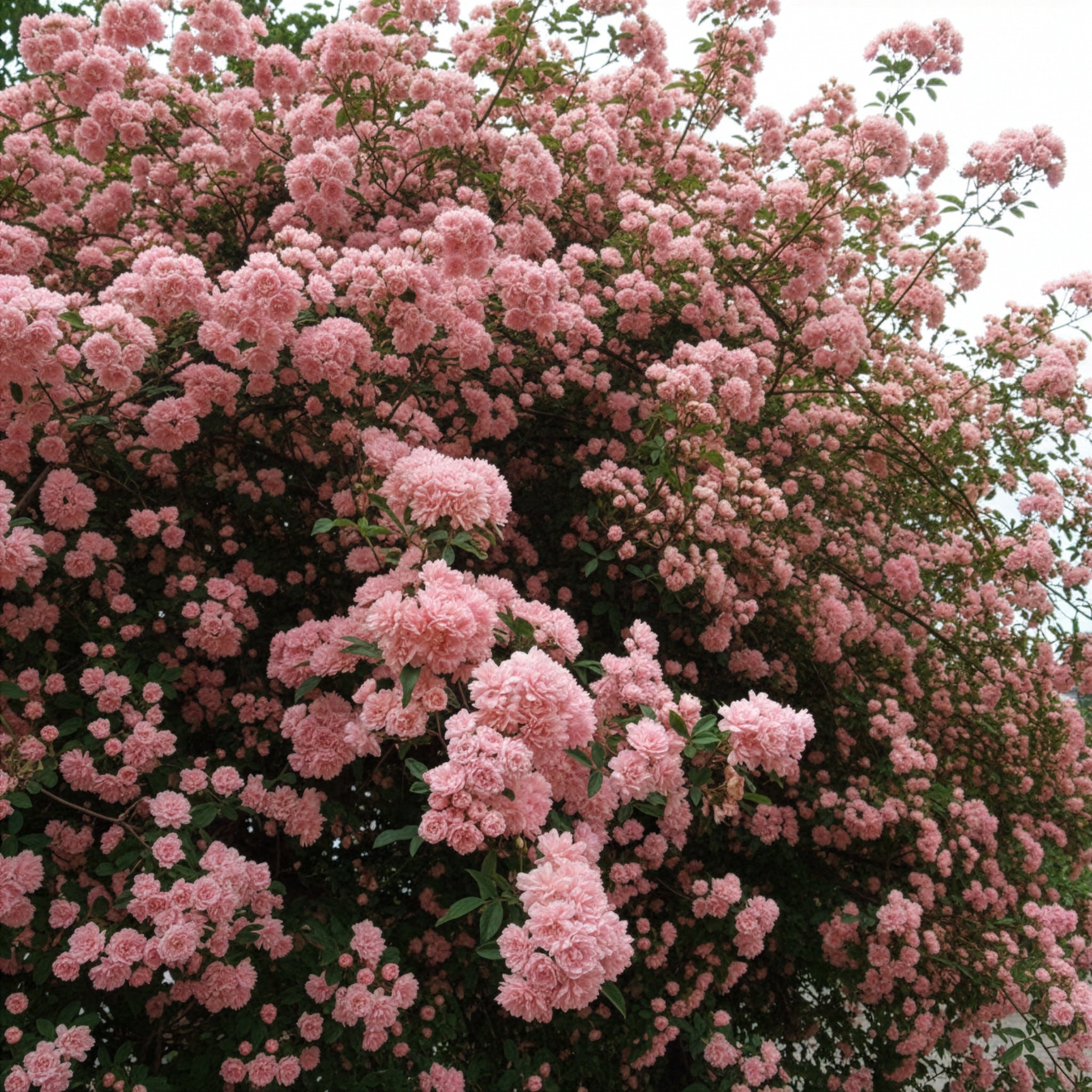 Klimroos Rosea - Bakker