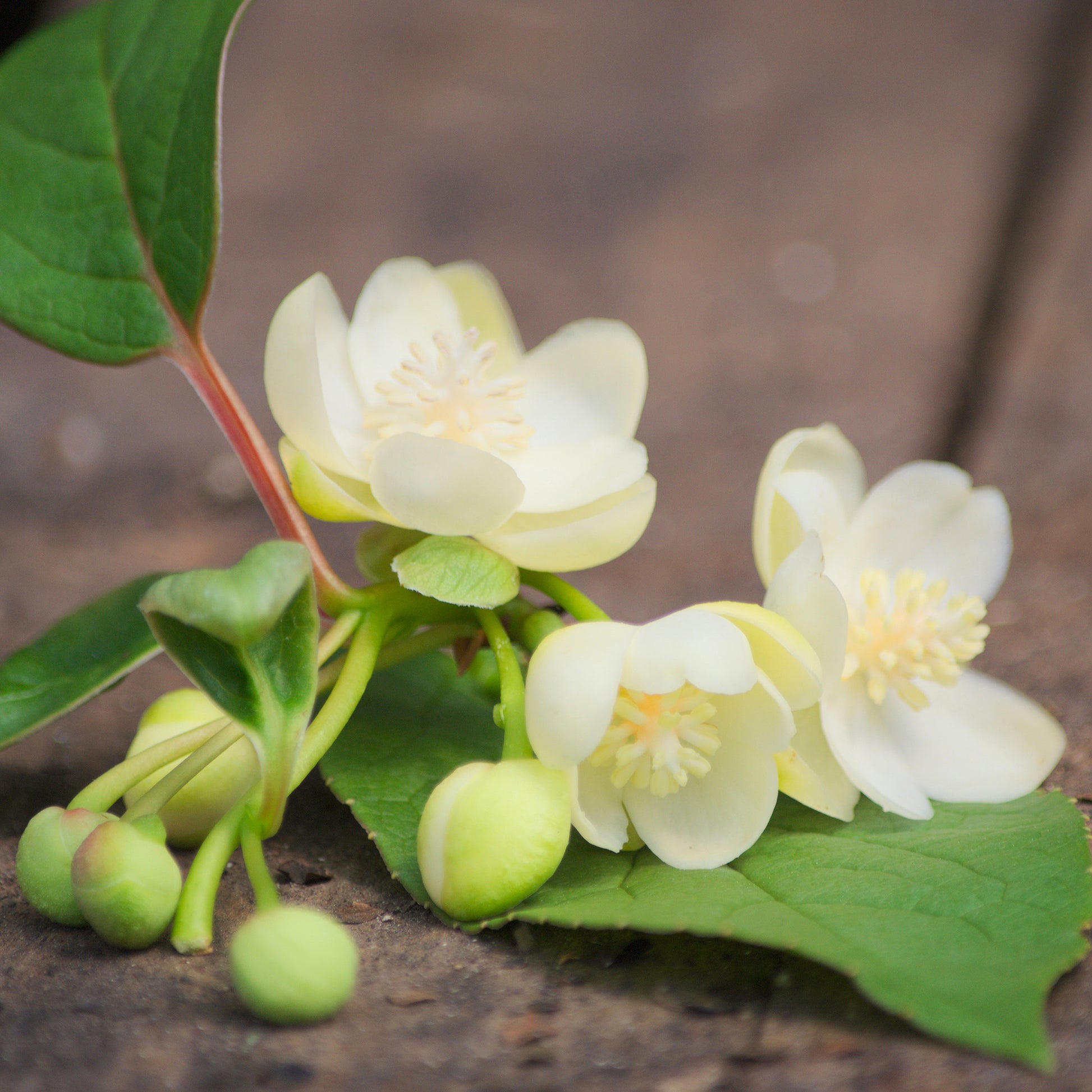 Schisandra grandiflora - Schisandra grandiflora - bloeiende klimplanten