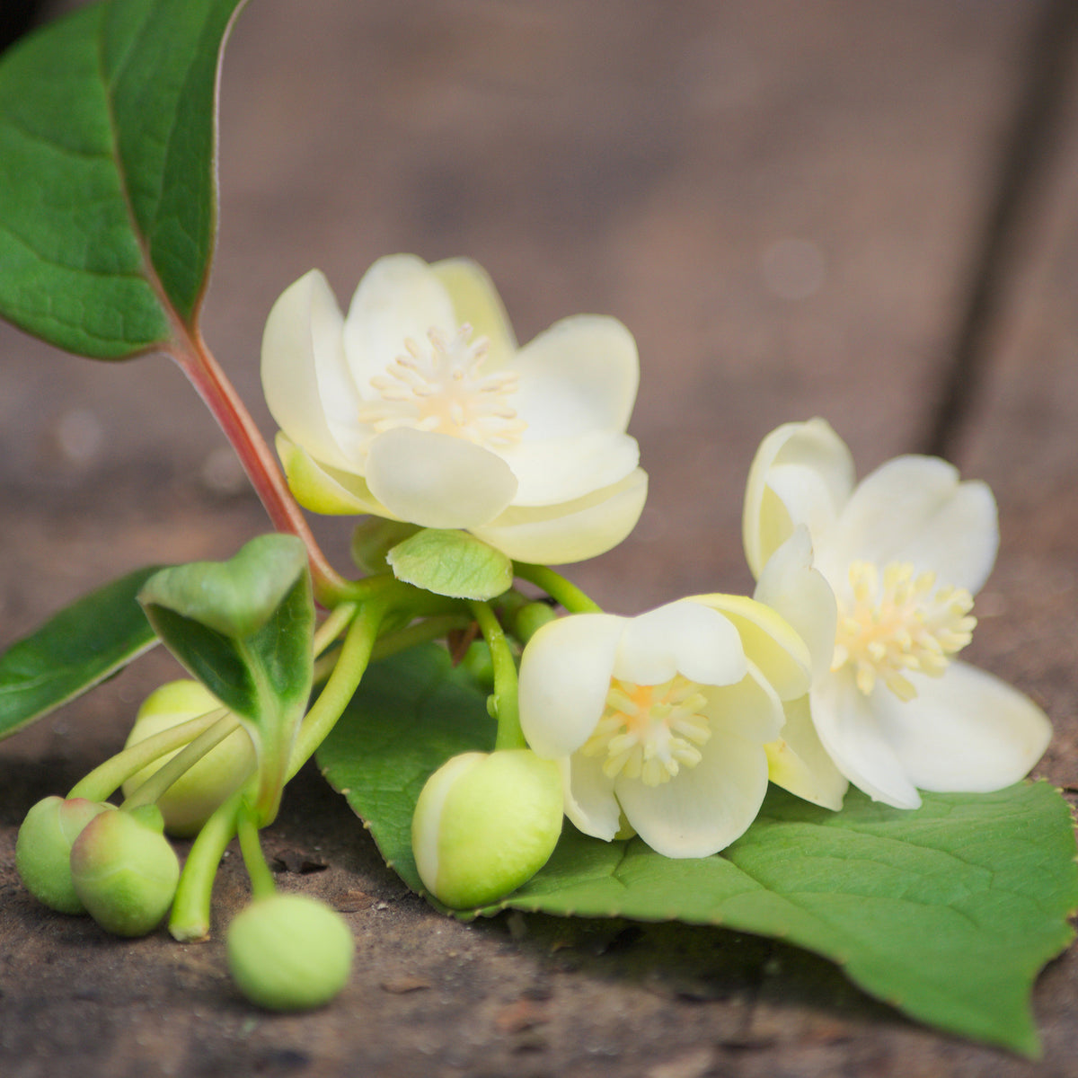 Schisandra grandiflora - Schisandra grandiflora - bloeiende klimplanten