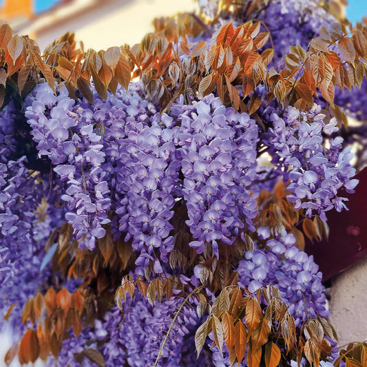 Blauwe regen Blue Line Copper Leo - Bakker