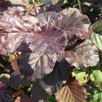 Hazelaar Rode Zellernoot - Hazelaar - Bakker