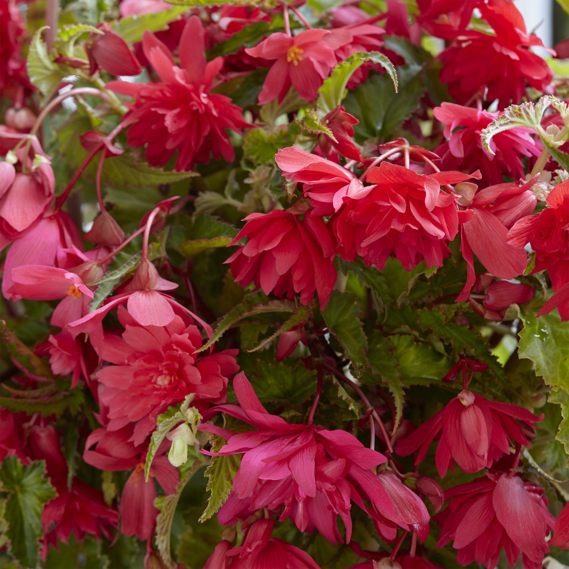 Hangende roze begonia's (x5) - Begonia pendula Pink - Bakker