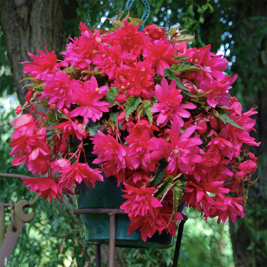 Hangende roze begonia's (x5) - Bakker