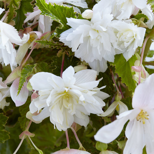 Hangende witte begonia's (x5) - Bakker