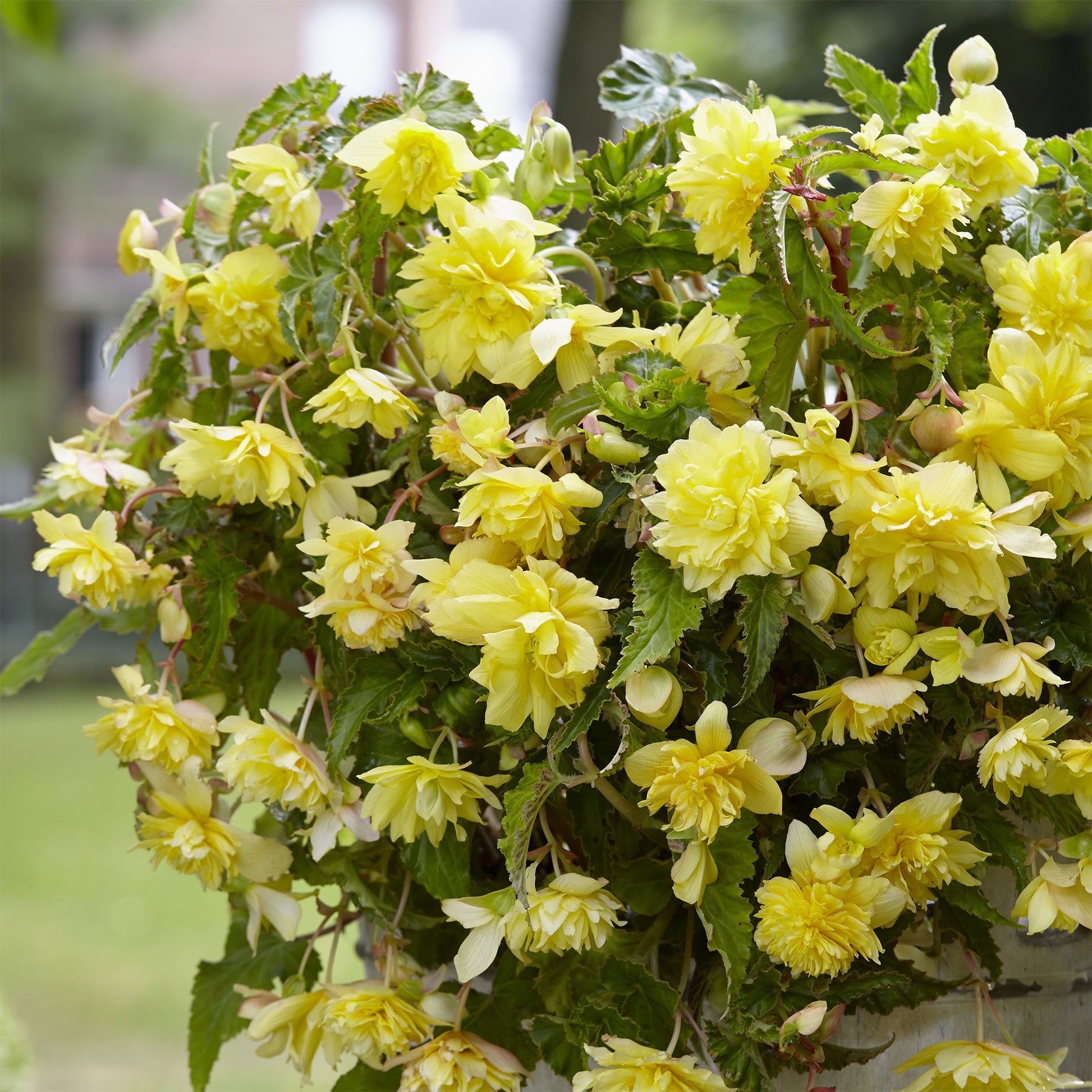 Hangende gele begonia's (x5) - Begonia pendula Yellow - Bakker