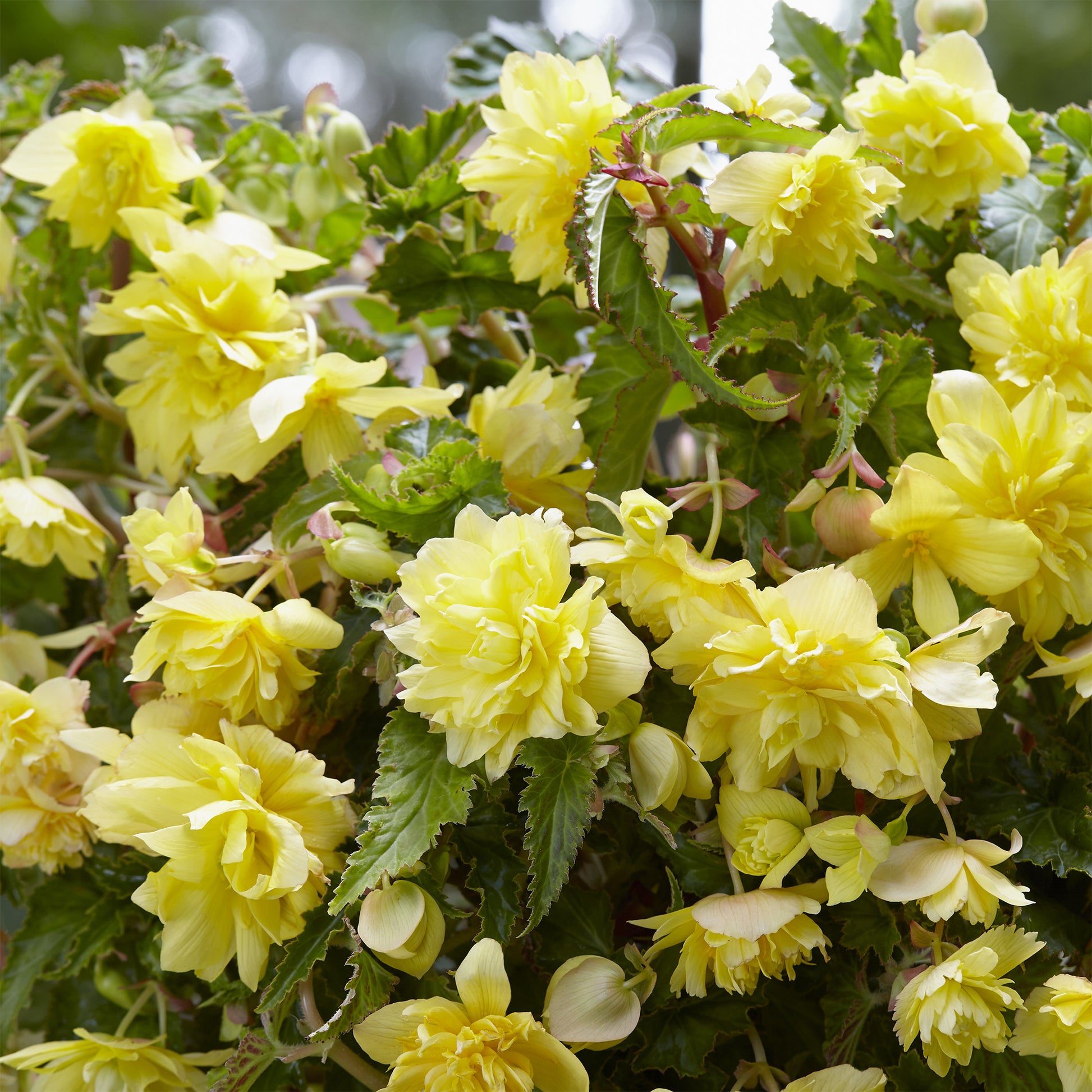 Hangende gele begonia's (x5) - Bakker