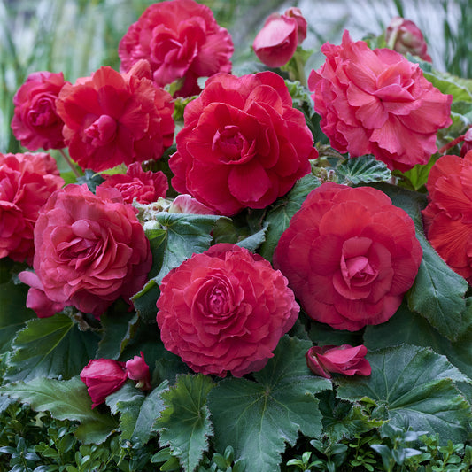 Dubbele roze begonia's (x5) - Bakker