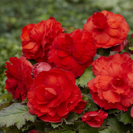 Dubbele rode begonia's (x5) - Bakker