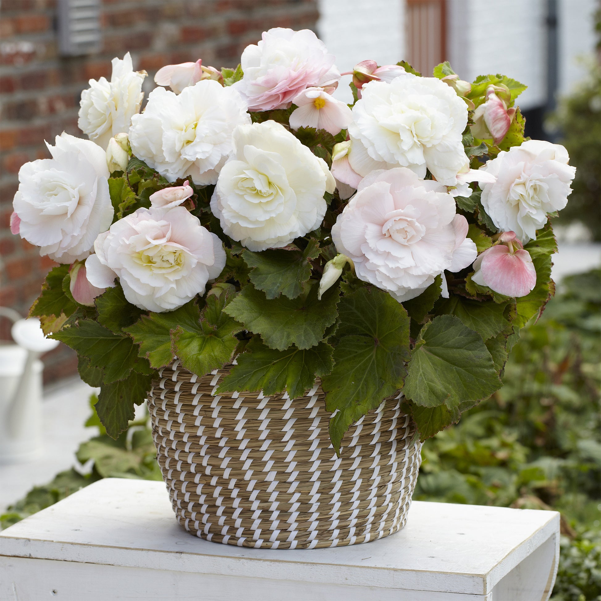 Dubbele witte begonia's (x5) - Begonia superba White - Bakker