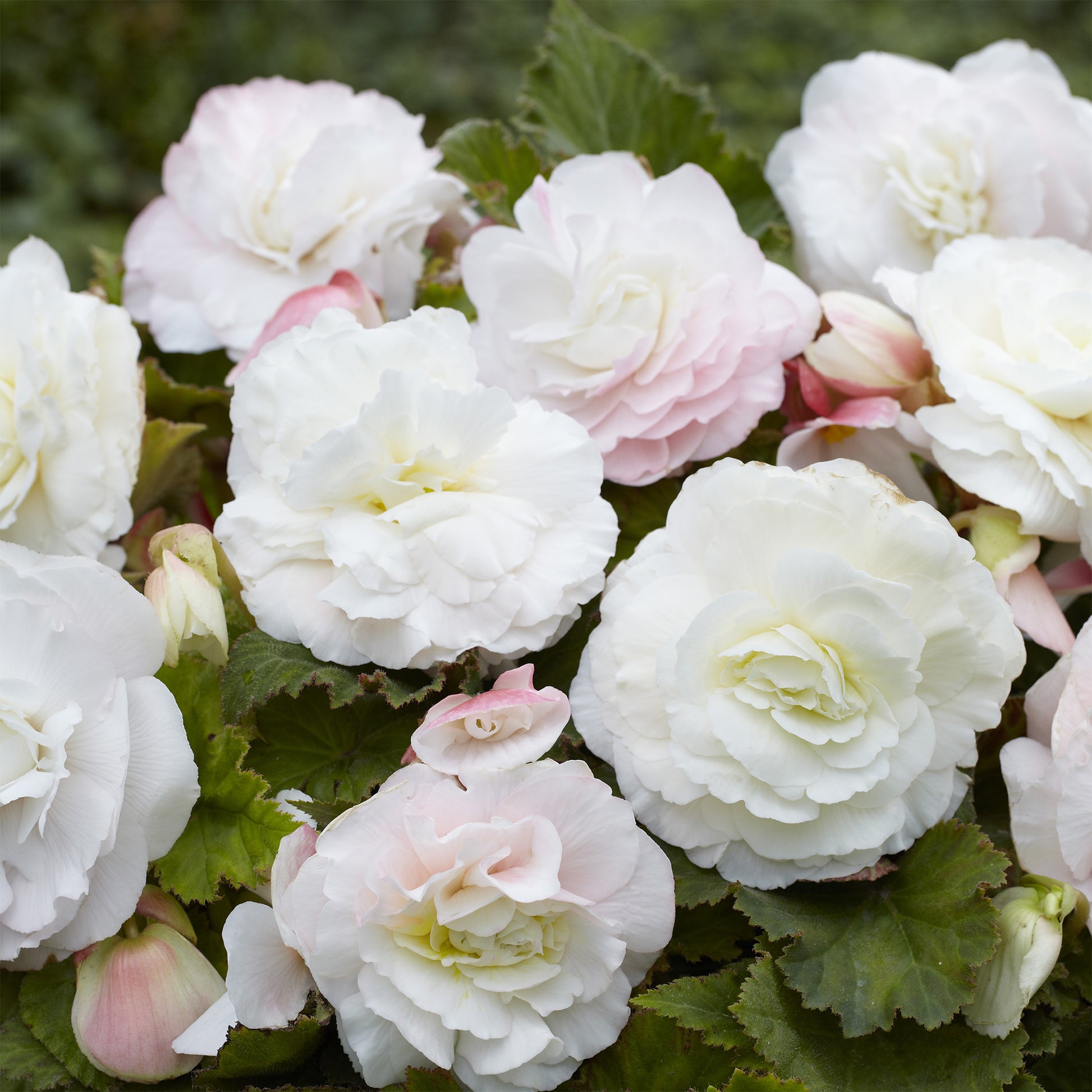 Dubbele witte begonia's (x5) - Bakker