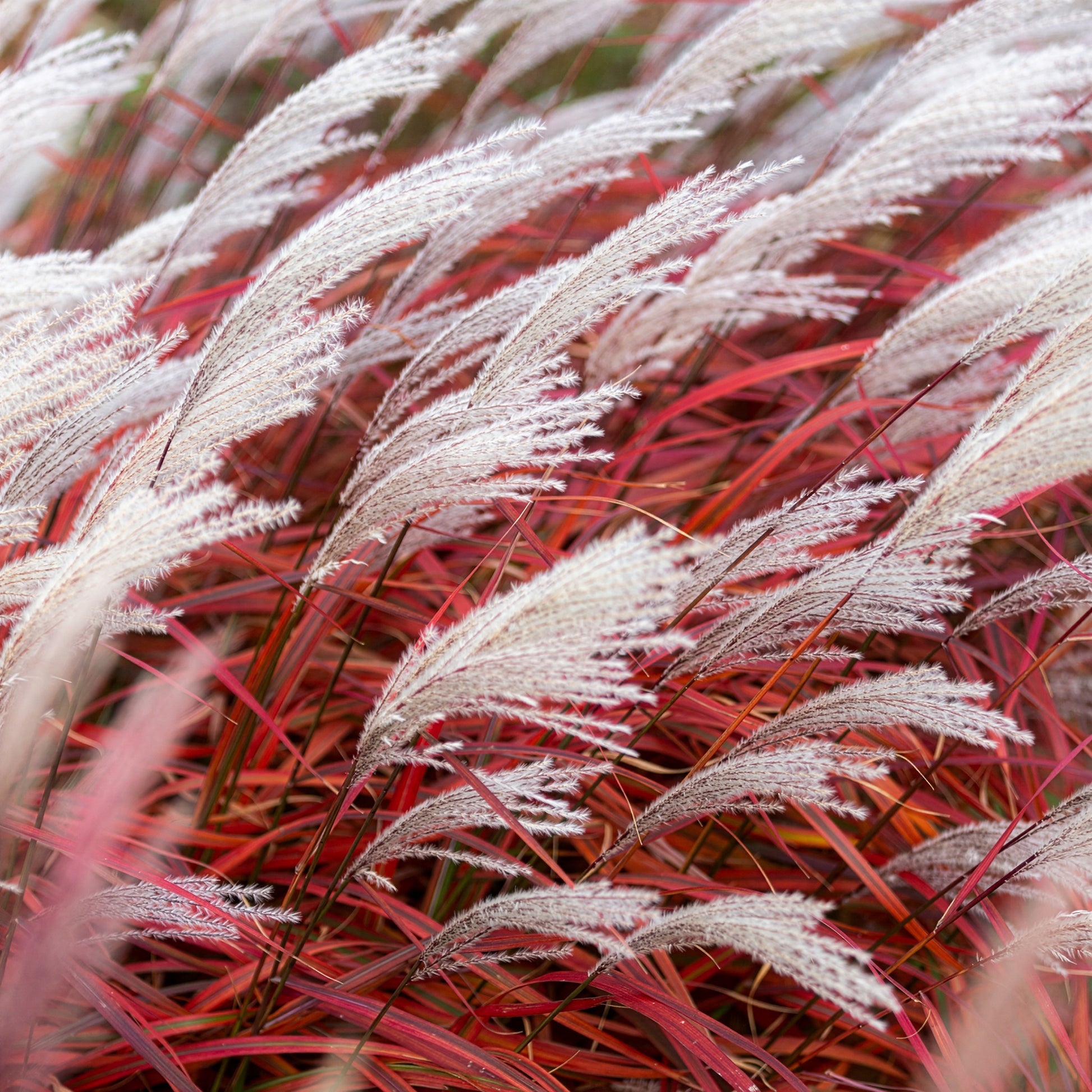 Miscanthus - Chinees riet - Prachtriet Lady in Red - Miscanthus sinensis Lady in Red