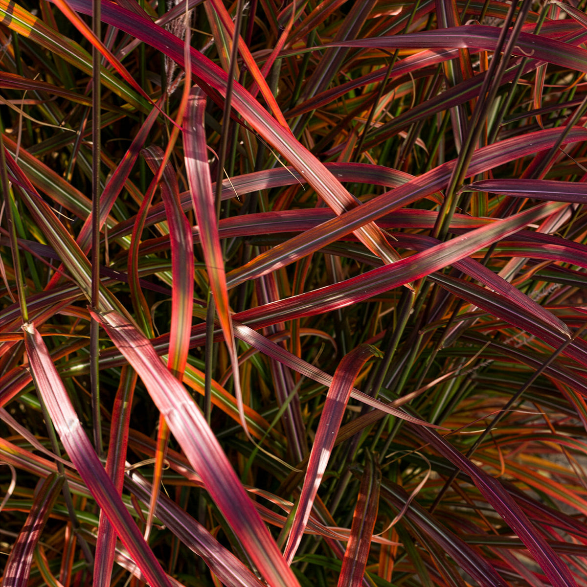 Prachtriet Lady in Red - Miscanthus sinensis Lady in Red - Bakker