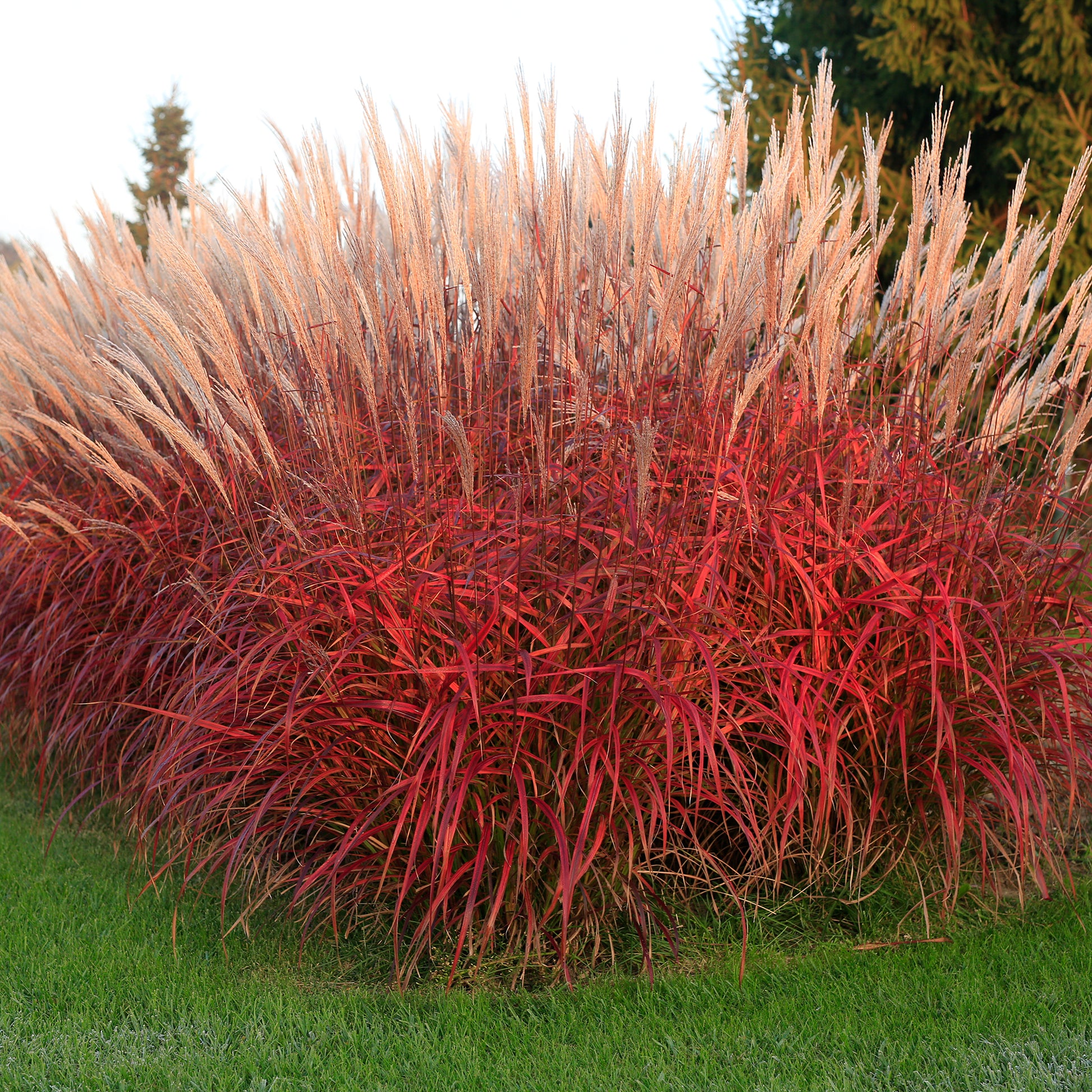 Verkoop Prachtriet Lady in Red - Miscanthus sinensis Lady in Red