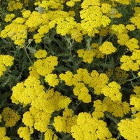 Duizendblad Moonshine - Achillea hybride moonshine - Tuinplanten