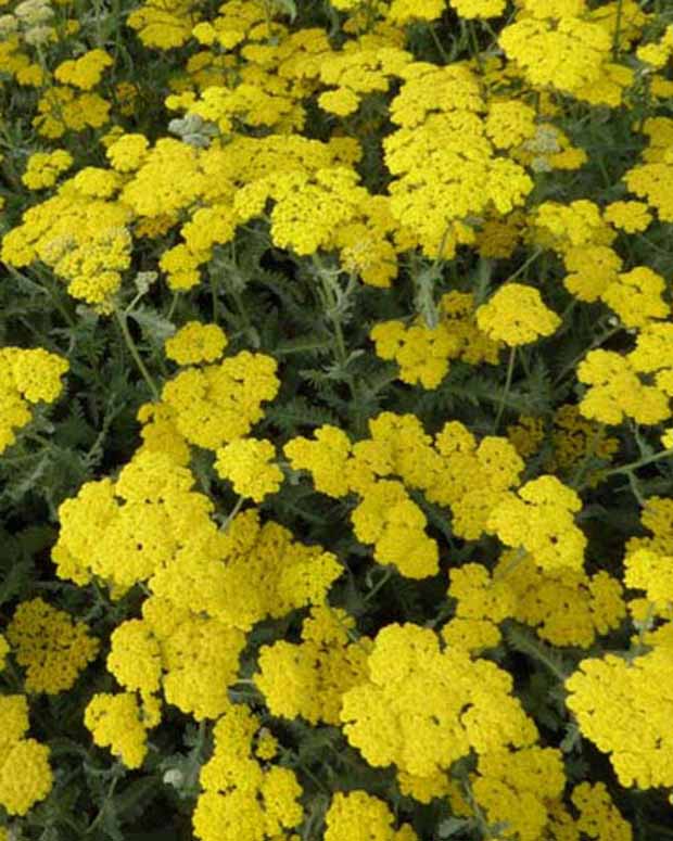 Duizendblad Moonshine - Achillea hybride moonshine - Vaste planten