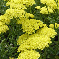 Duizendblad Taygetea - Achillea hybride taygetea - Tuinplanten