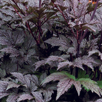 Christoffelkruid Black Negligée - Actaea simplex black negligee - Type plant