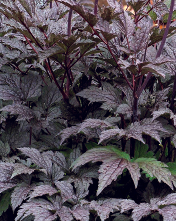 Christoffelkruid Black Negligée - Actaea simplex black negligee - Type plant