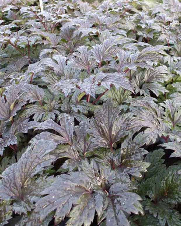 Christoffelkruid Carbonella - Actaea simplex carbonella - Type plant