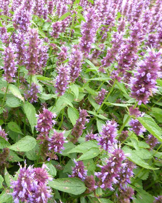 Anijsplant Beelicious Purple - Agastache agapd beelicious® purple - Vaste planten