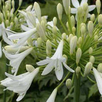 Afrikaanse lelie Headbourne White - Agapanthus headbourne white - Tuinplanten