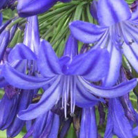 Afrikaanse lelie Northern Star - Agapanthus northern star - Tuinplanten