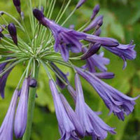 Afrikaanse lelie Purple Cloud - Agapanthus purple cloud - Tuinplanten