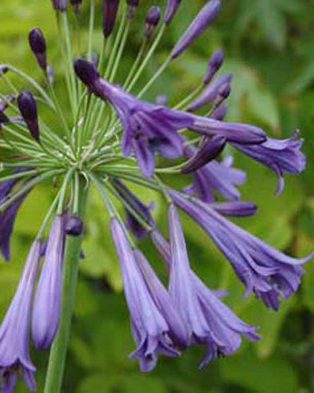 Afrikaanse lelie Purple Cloud - Agapanthus purple cloud - Vaste planten