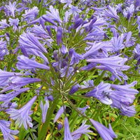 Afrikaanse lelie Tornado - Agapanthus tornado - Tuinplanten