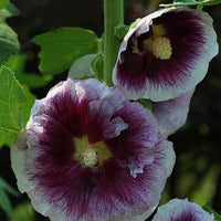 Stokroos Crème de Cassis - Alcea rosea crème de cassis - Tuinplanten