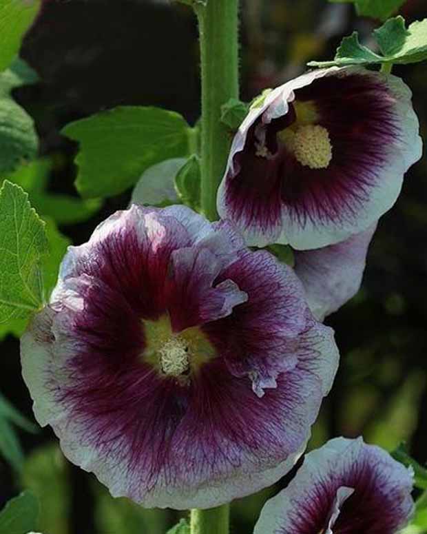 Stokroos Crème de Cassis - Alcea rosea crème de cassis - Tuinplanten