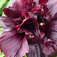 Stokroos - Alcea rosea chaters double group violet - Tuinplanten