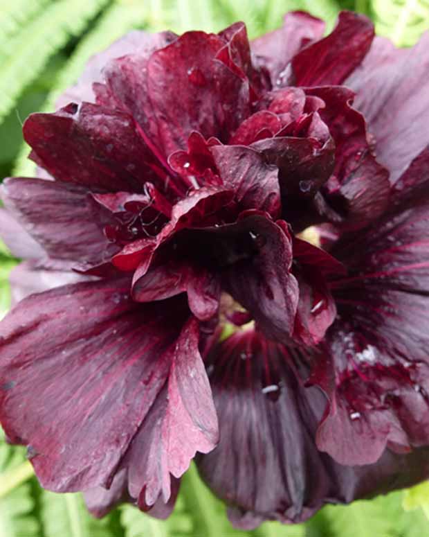 Stokroos - Alcea rosea chaters double group violet - Tuinplanten