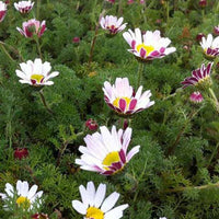 Marokkaanse kamille Depressus - Anacyclus pyrethrum var. depressus - Tuinplanten